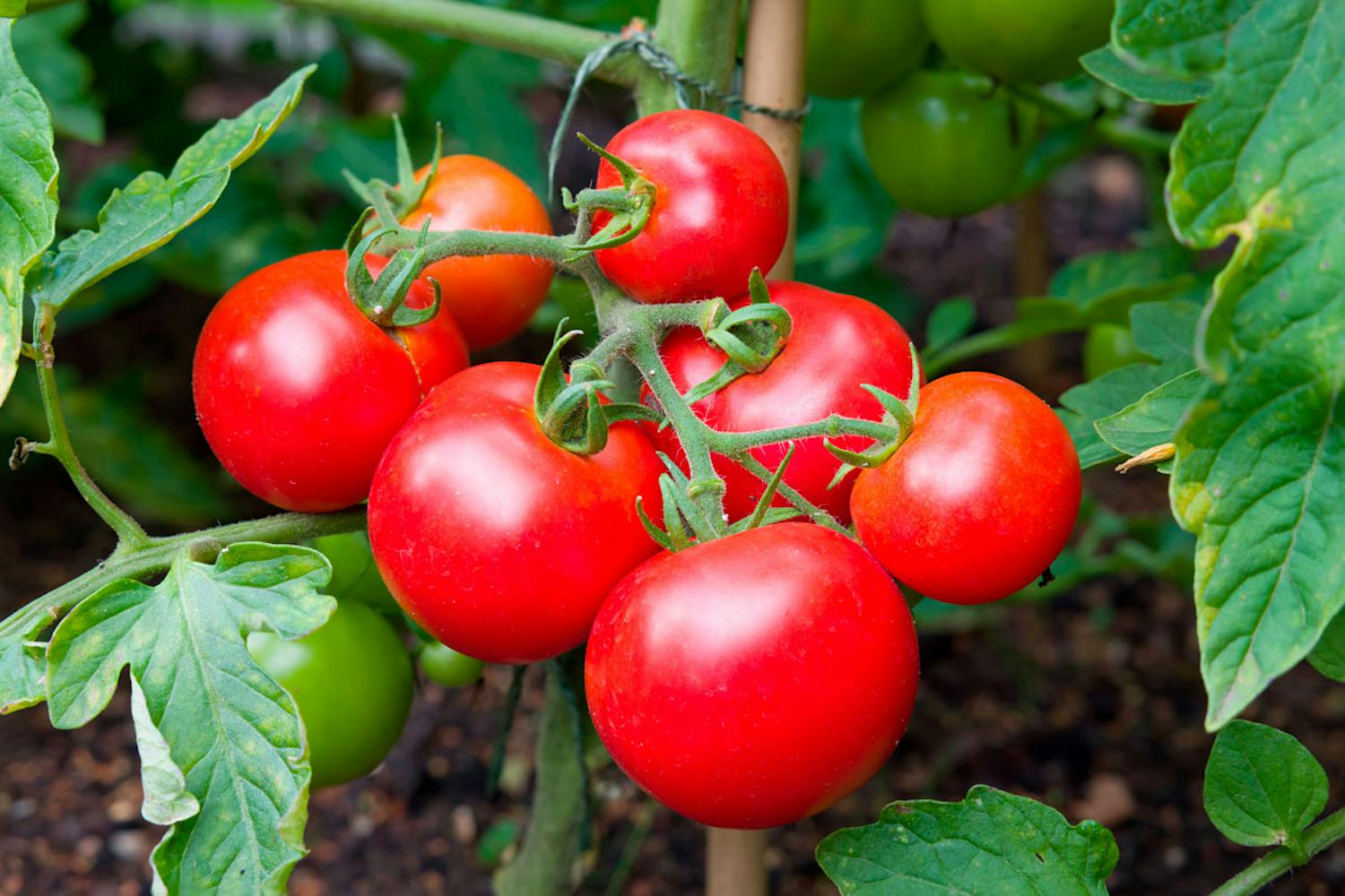 tomater i drivhus tomater i drivhus